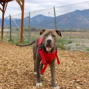 Rusty, Terrier, American Staffordshire, adult, available for adoption
