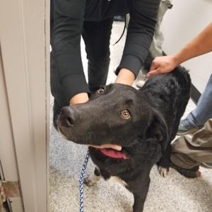 Mesa, Retriever, Black Labrador, adult, available for adoption