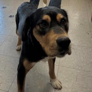 JohnDoe, Mixed Breed (Medium), adult, available for adoption