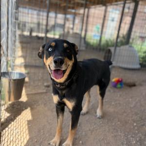 Missy, Cattle Dog, adult, available for adoption