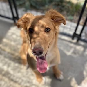 Stink, Retriever, Labrador, adult, available for adoption