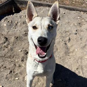 Leah, Husky, adult, available for adoption