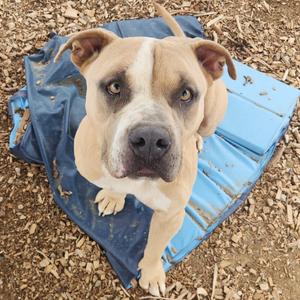 A tan and white dog with floppy ears sitting on a blue tarp, looking up at the camera.