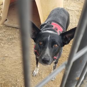Cookie, Mixed Breed (Medium), adult, available for adoption
