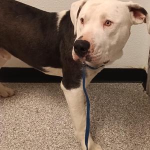 Jonah, Terrier, American Staffordshire, adult, available for adoption