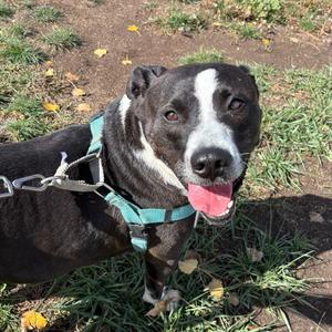 Bliss, Terrier, American Staffordshire, adult, available for adoption