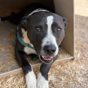 Bliss, Terrier, American Staffordshire, adult, available for adoption