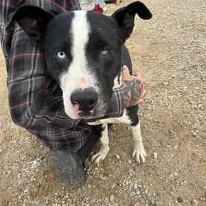 Bezalbub, Mixed Breed (Medium), adult, available for adoption