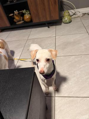 Albus, Chihuahua, adult, available for adoption