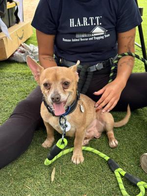 McCoy, Chihuahua, senior, available for adoption