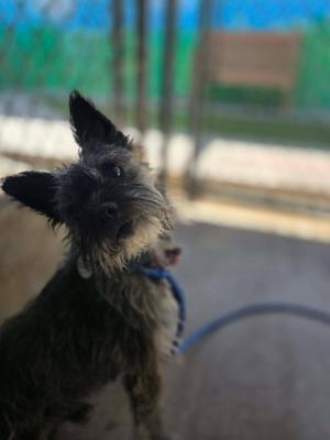 Chill, Cairn Terrier, adult, available for adoption