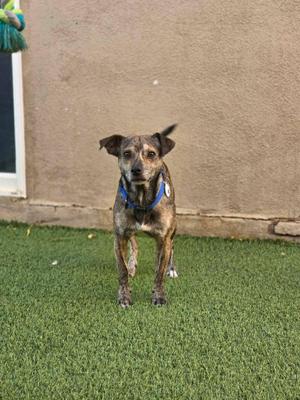 A small dog with a brindle coat and floppy ears stands on a green artificial turf lawn. The dog is wearing a blue harness and appears to be looking directly at the camera. In the background, there is a beige wall and a window with a white frame.