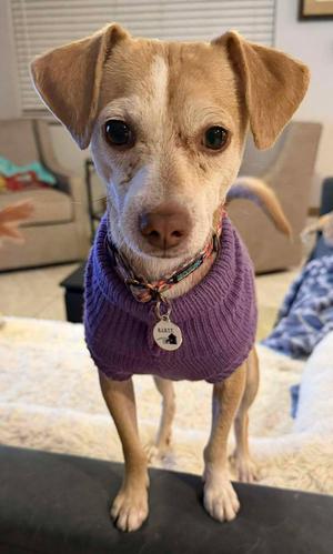 Franklin D Roosevelt "FDR", Chihuahua, young, available for adoption