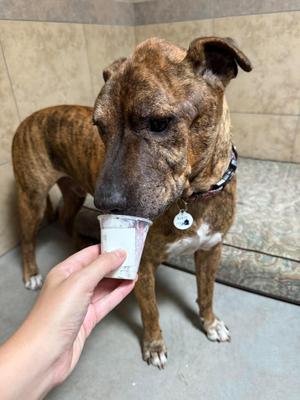 Mosaic, Boxer, senior, available for adoption
