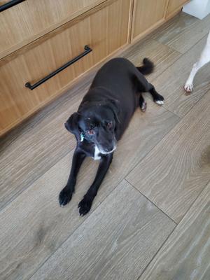 A black dog lying on a wooden floor, looking up at the camera.