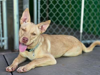 Sahara, Carolina Dog, puppy, available for adoption