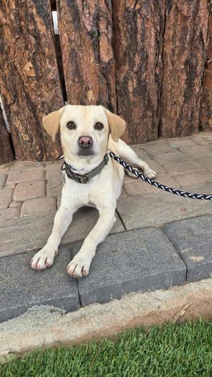 A light-colored dog with floppy ears lying on a paved surface, wearing a collar and leash, with a tree trunk in the background.