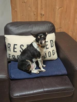 Flutie, Chihuahua, senior, available for adoption