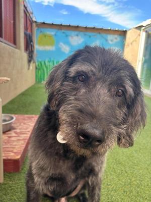 A fluffy black dog with a white patch on its face is standing on a green artificial turf in an outdoor enclosure. The background features a colorful mural on a wall and a blue sky with clouds.