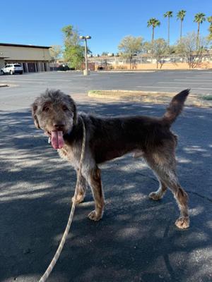 Hubert, Labradoodle, adult, available for adoption