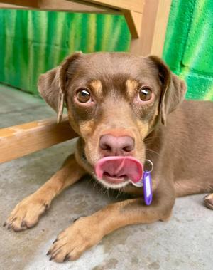 Roly Poly, Chihuahua, young, available for adoption