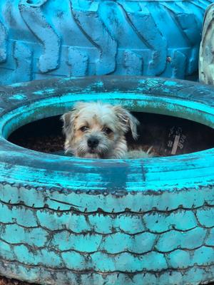 Chicklet, Cairn Terrier, puppy, available for adoption