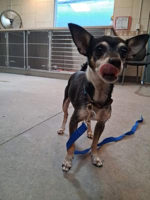 a small black and tan dog with large ears and a blue leash