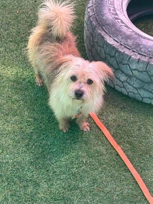 A small, fluffy dog with light brown and white fur is standing on green grass, wearing an orange leash. The dog has a slightly scruffy appearance with a bushy tail and is looking directly at the camera. In the background, there is a large tire.