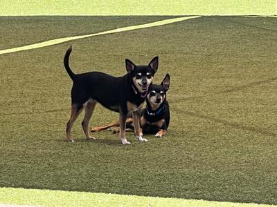 Two small black and tan dogs are on a green turf field. One dog is standing and looking at the camera, while the other is lying down behind it.