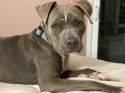 Madeline, Pit Bull Terrier, young, available for adoption