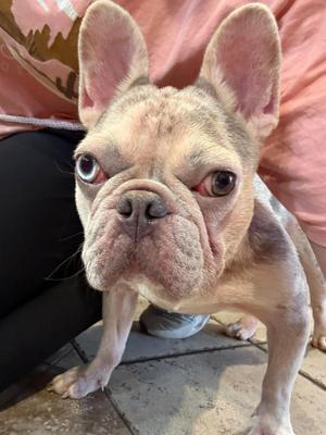 Pua, French Bulldog, young, available for adoption