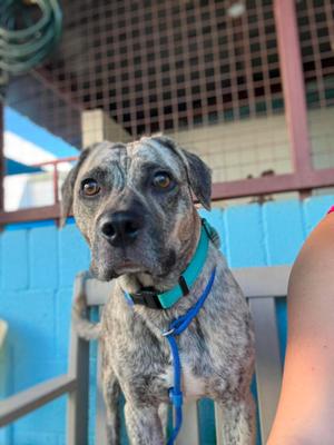 Pizookie, Catahoula Leopard Dog, young, available for adoption