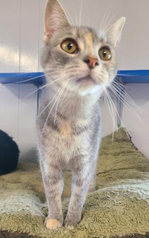 A gray tabby cat with yellow eyes and white whiskers is standing on a green blanket. The cat is looking upwards with its ears perked up. The background includes a blue shelf and a white wall.