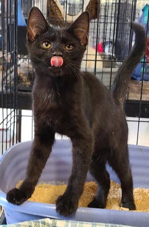 Archer, kitten, available for adoption