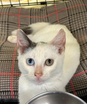A white cat with heterochromia, having one blue eye and one green eye, sitting on a plaid blanket.
