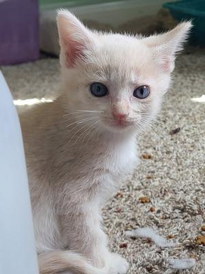 A white kitten with blue eyes sitting on a carpeted floor.