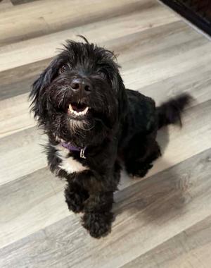 Gracie, Poodle (unknown type) / Terrier, adult, available for adoption