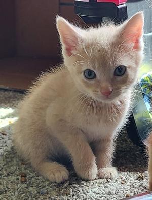 A light-colored kitten with blue eyes sitting on a carpet.