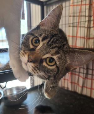 Brynne, kitten, available for adoption