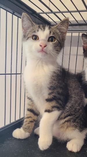Buckwheat, young, available for adoption