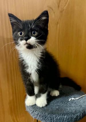 Amazon, kitten, available for adoption
