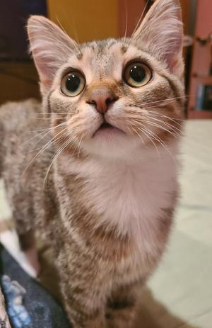 A close-up of a tabby cat with large, expressive eyes looking upwards.