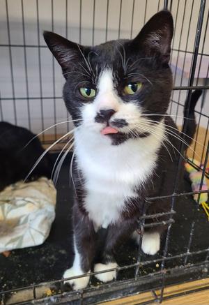 Bustopher Jones, adult, available for adoption