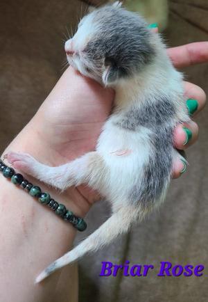 A small, fluffy kitten with white and gray fur is being gently held in a person's hand. The person has green nail polish and is wearing a beaded bracelet. The kitten appears to be sleeping or resting peacefully. The name "Briar Rose" is written in purple text at the bottom right of the image.