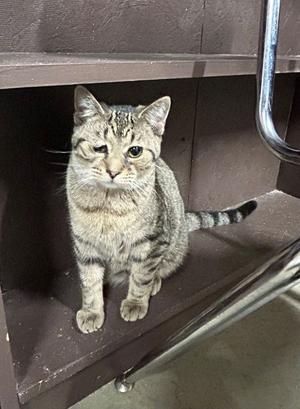 Ballyhoo, young, available for adoption