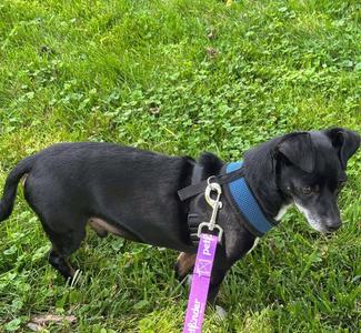 Alfie, Chihuahua / Dachshund, adult, available for adoption