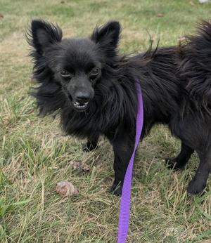 Gizmo, Chihuahua / Pomeranian, young, available for adoption