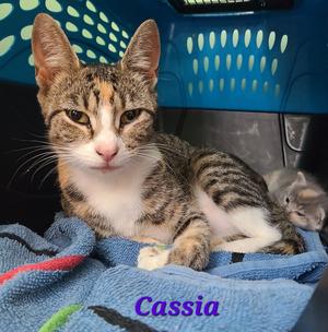 Cassia (Cash-uh), young, available for adoption