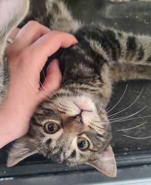 Butcher, kitten, available for adoption