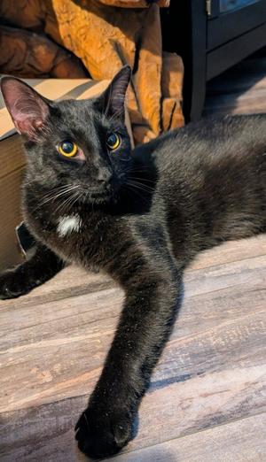 Chaos, young, available for adoption